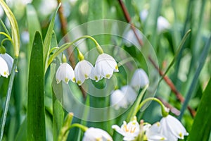 Summer snowflake, Leucojum aestivum, close-up pending flowers